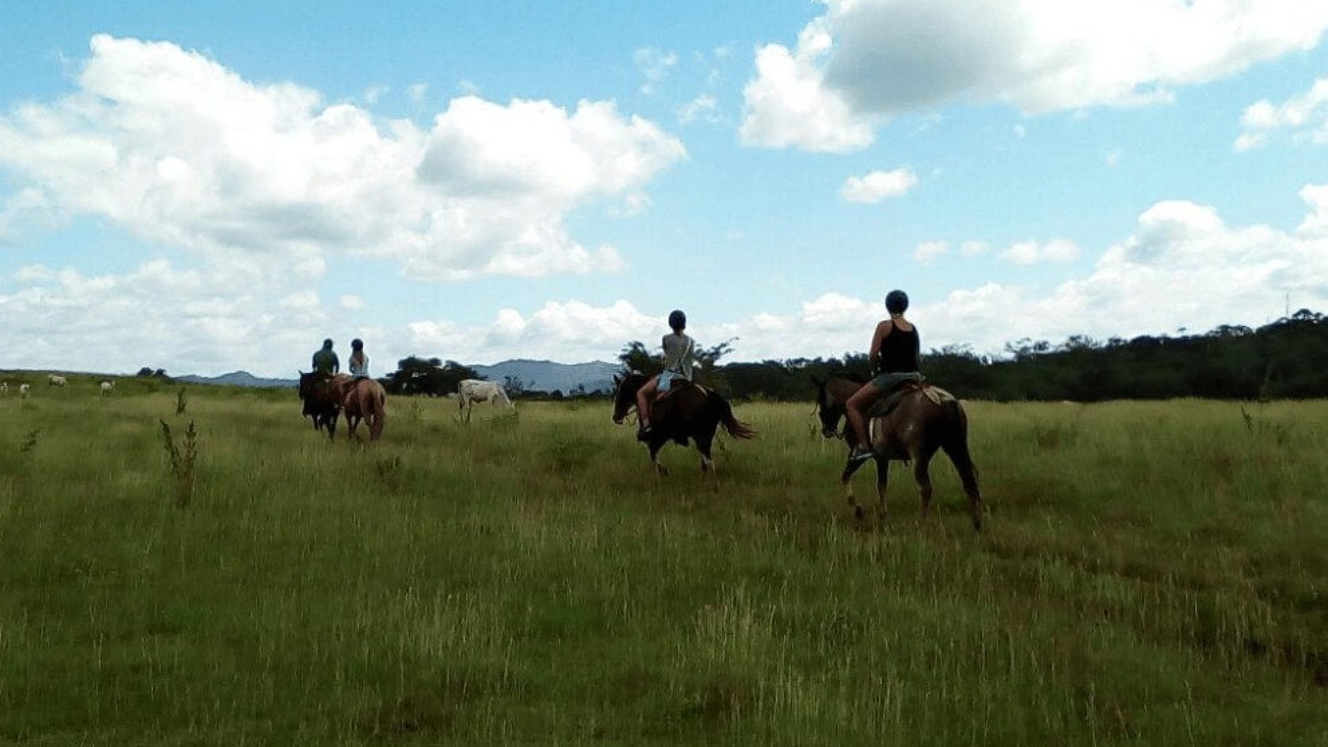 HP Caballos 1